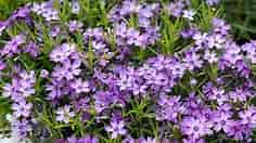Purple Beauty Creeping Phlox | American Meadows