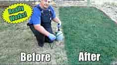 Restore Your Lawn Using Green Grass Paint!