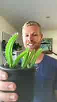 Fool-Proof Way To Quickly Grow Dragon Fruit From Seed - WITH RESULTS - #shorts