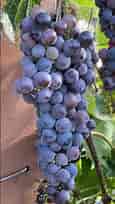🍇➡️🍷Turning Grapes into Wine