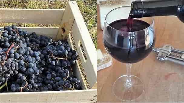 Homemade Italian Wine - How to make wine at home from grapes without yeast and sugar