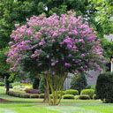 3-4 Feet Multi-Stem - Muskogee Crape Myrtle Tree - Bright Lavender Flowers For Up To 6 Months | Ornamental Flowering Trees