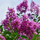 4-Pack (2-3 Feet Multi-Stem) - Twilight Crape Myrtle - Amazing Purple Blooms On A Low Maintenance Crape Myrtle | Ornamental Flowering Trees