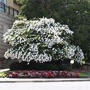 3-4 Feet Multi-Stem - Natchez Crape Myrtle Tree - 110 Days Of Blooms | Ornamental Flowering Trees